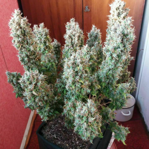 Гагарин авто семена